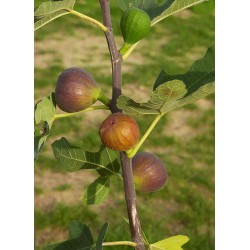 figue dauphine - figuier dauphine ou rouge d'argenteuil - figue verte - figuier ronde de bordeaux - ficus carica dauphine