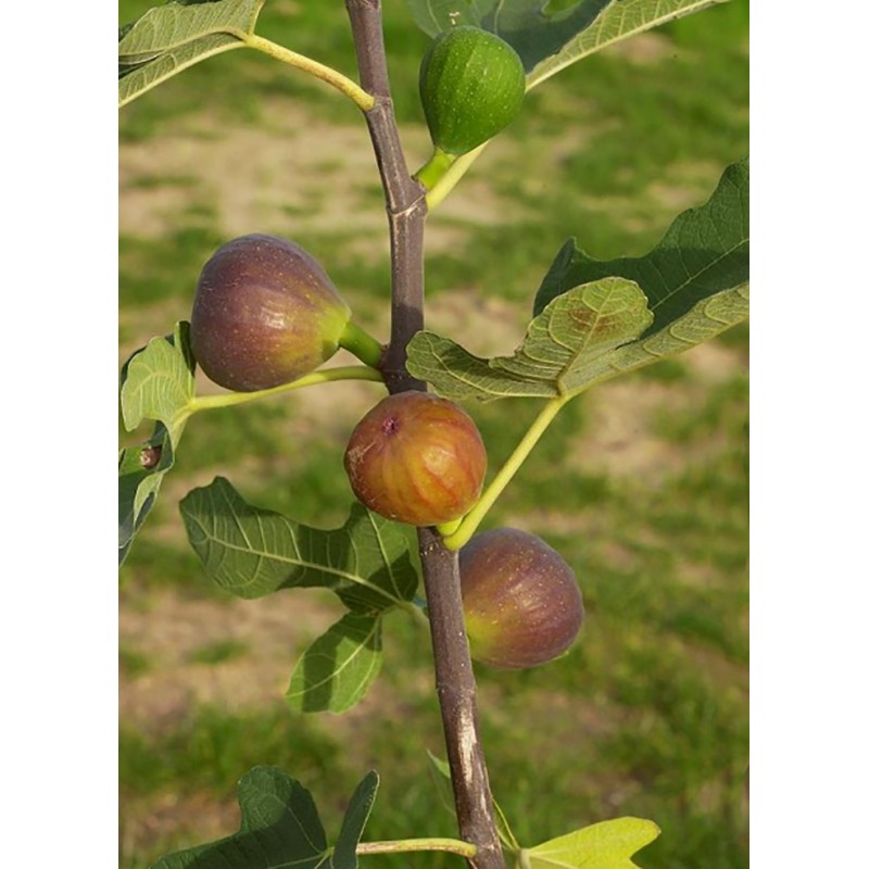 figue dauphine - figuier dauphine ou rouge d'argenteuil - figue verte - figuier ronde de bordeaux - ficus carica dauphine