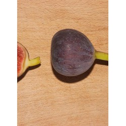 Figuier Violette Dauphine -  FICUS carica 'VIOLETTE DAUPHINE' 