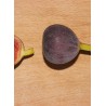 Figuier Violette Dauphine -  FICUS carica 'VIOLETTE DAUPHINE' 