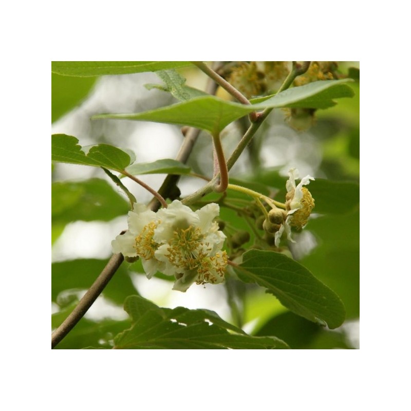 Kiwi Belen mâle - ACTINIDIA deliciosa Belen mâle