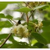 Kiwi Belen mâle - ACTINIDIA deliciosa Belen mâle