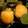 kaki fuyu grappe - kaki fuyu autofertile - jardinerie - pepiniere - 