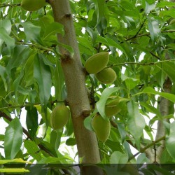 AMANDIER Supernova (autofertile) - Prunus amygdalus Supernova