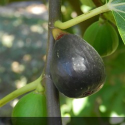 figuier ronde de bordeaux - entretien - ficus carica ronde de bordeaux - jardinerie - pépinières