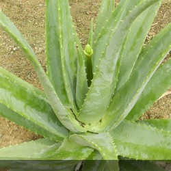 aloe vera, plante bienfaits - aloe vera plante utilisation - entretien aloe vera  - jardinerie - pépinières