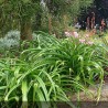 crinum powellii blanc - crinum rose - crinum alba - lys du bengale - jardinerie - pépinières