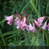 CRINUM x powellii Rose