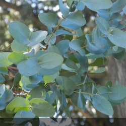 EUCALYPTUS gunnii Baby blue