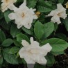gardénia fleur - gardenia grandiflora - gardenia summer snow entretien- jardinerie - pépinières