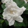 Jasmin du cap - GARDENIA jasminoides Summer snow