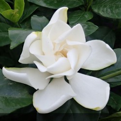 Jasmin du cap - GARDENIA jasminoides Summer snow