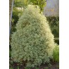 pittosporum tobira- pittosporum arbre - pittosporum haie - pittosporum variegatum - jardinerie - pépinières