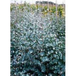 EUCALYPTUS gunnii Baby blue