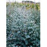 EUCALYPTUS gunnii Baby blue