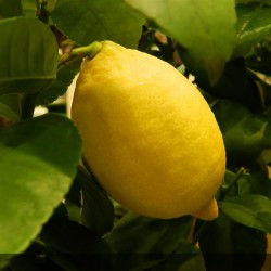 citronnier des 4 saisons - citronnier d'intérieur - citronnier maladies - citronnier prix