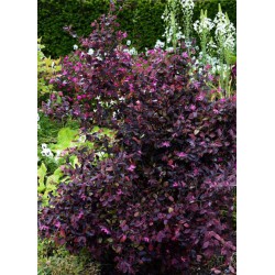 loropetalum arrosage - loropetalum taille - floraison - jardinerie - pépinières