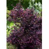 loropetalum arrosage - loropetalum taille - floraison - jardinerie - pépinières