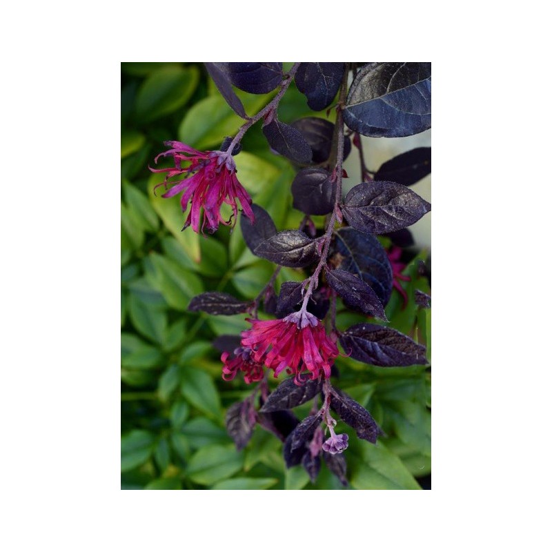 loropetalum arrosage - loropetalum taille - floraison - jardinerie - pépinières