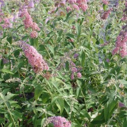 Arbre aux papillons FlowerPower - BUDDLEJA davidii Flower power