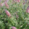 Arbre aux papillons FlowerPower - BUDDLEJA davidii Flower power