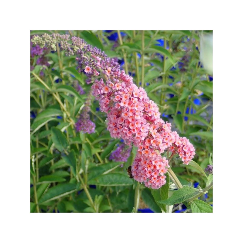 Arbre aux papillons FlowerPower - BUDDLEJA davidii Flower power