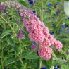 Arbre aux papillons FlowerPower - BUDDLEJA davidii Flower power