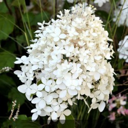 Hortensia "Phantom" - HYDRANGEA paniculata Phantom