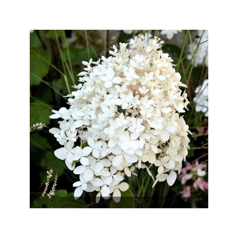 Hortensia "Phantom" - HYDRANGEA paniculata Phantom