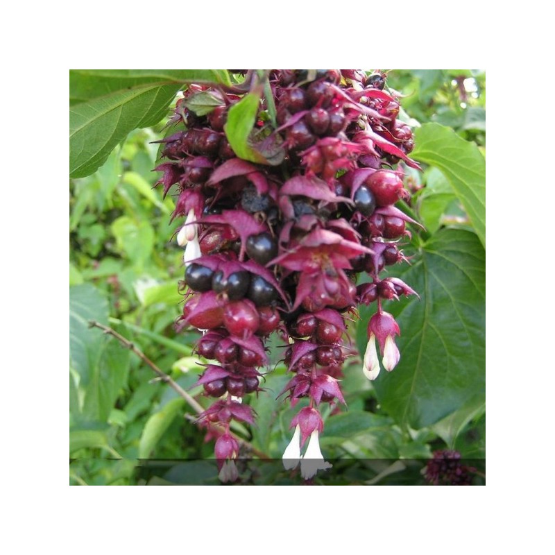 Chèvrefeuille de l'Himalaya - LEYCESTERIA formosa Purple rain