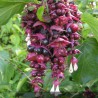 Chèvrefeuille de l'Himalaya - LEYCESTERIA formosa Purple rain