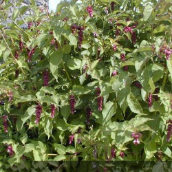 Chèvrefeuille de l'Himalaya - LEYCESTERIA formosa Purple rain