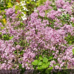 Lilas - SYRINGA x...