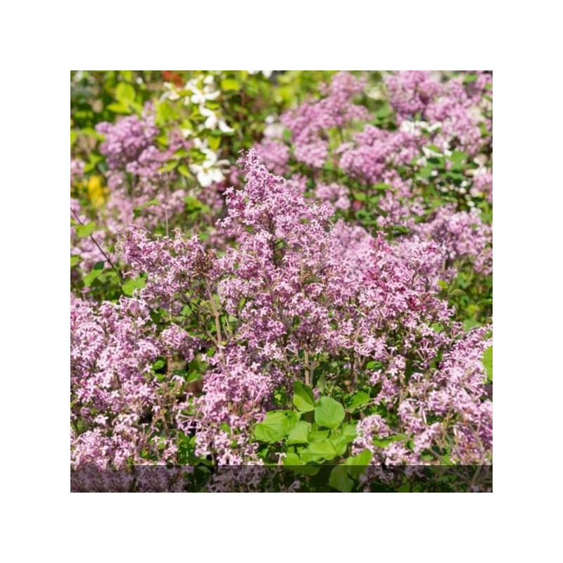 Lilas - SYRINGA x bloomerang Dark purple