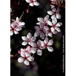 prunus - prunier - arbre - terre de jardin