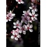 prunus - prunier - arbre - terre de jardin