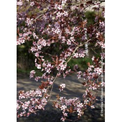 Prunier myrobolan pourpre - PRUNUS cerasifera 'ATROPURPUREA' PISSARDI