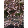 Prunier myrobolan pourpre - PRUNUS cerasifera 'ATROPURPUREA' PISSARDI