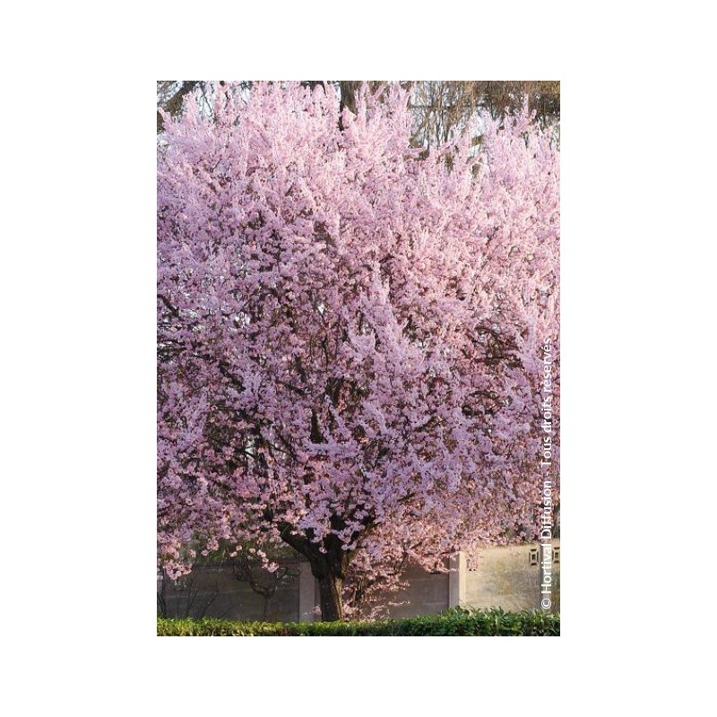 Prunier myrobolan pourpre - PRUNUS cerasifera 'ATROPURPUREA' PISSARDI