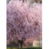 Prunier myrobolan pourpre - PRUNUS cerasifera 'ATROPURPUREA' PISSARDI