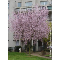 Prunier myrobolan pourpre - PRUNUS cerasifera 'ATROPURPUREA' PISSARDI