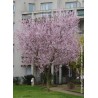 Prunier myrobolan pourpre - PRUNUS cerasifera 'ATROPURPUREA' PISSARDI