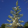 yucca bleu - yucca rostre - yucca rustique - yucca rostrata massif - yucca rostrata gel - yucca hauteur