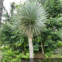 Yucca rostré - YUCCA rostrata