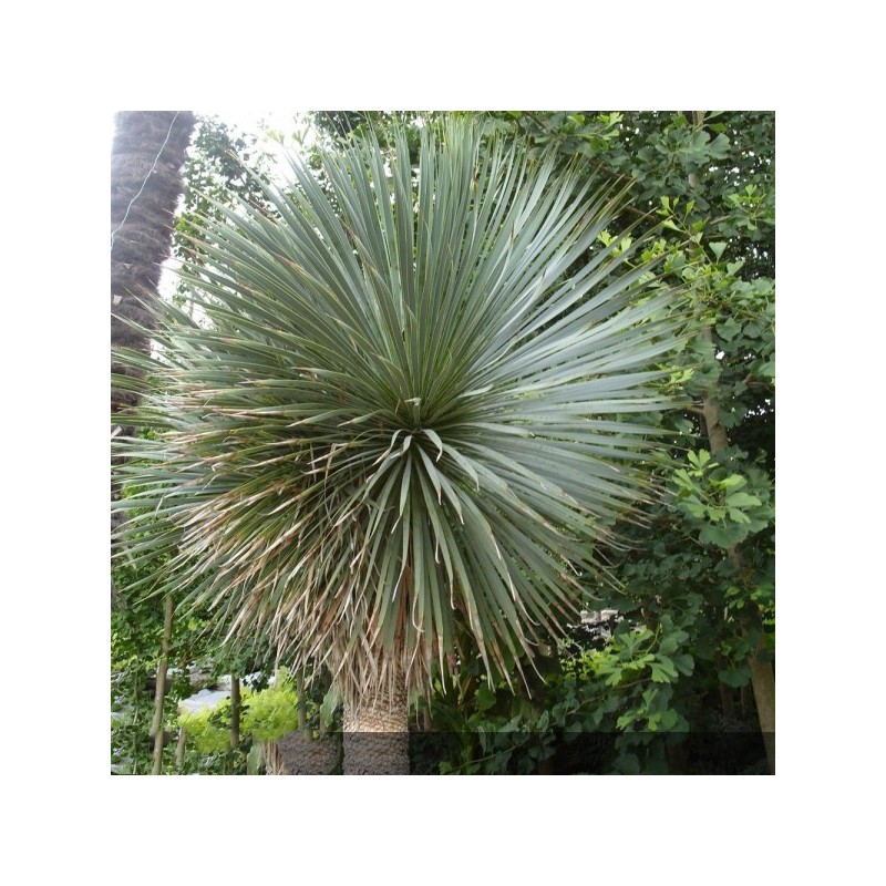 Yucca rostré - YUCCA rostrata