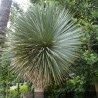 Yucca rostré - YUCCA rostrata