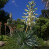 Yucca rostré - YUCCA rostrata