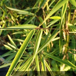 Bambou Fargesia campbell - fargesia Robusta campbell