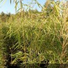 Bambou Fargesia campbell - fargesia Robusta campbell