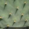 Figuier de Barbarie - OPUNTIA engelmannii Rastrera